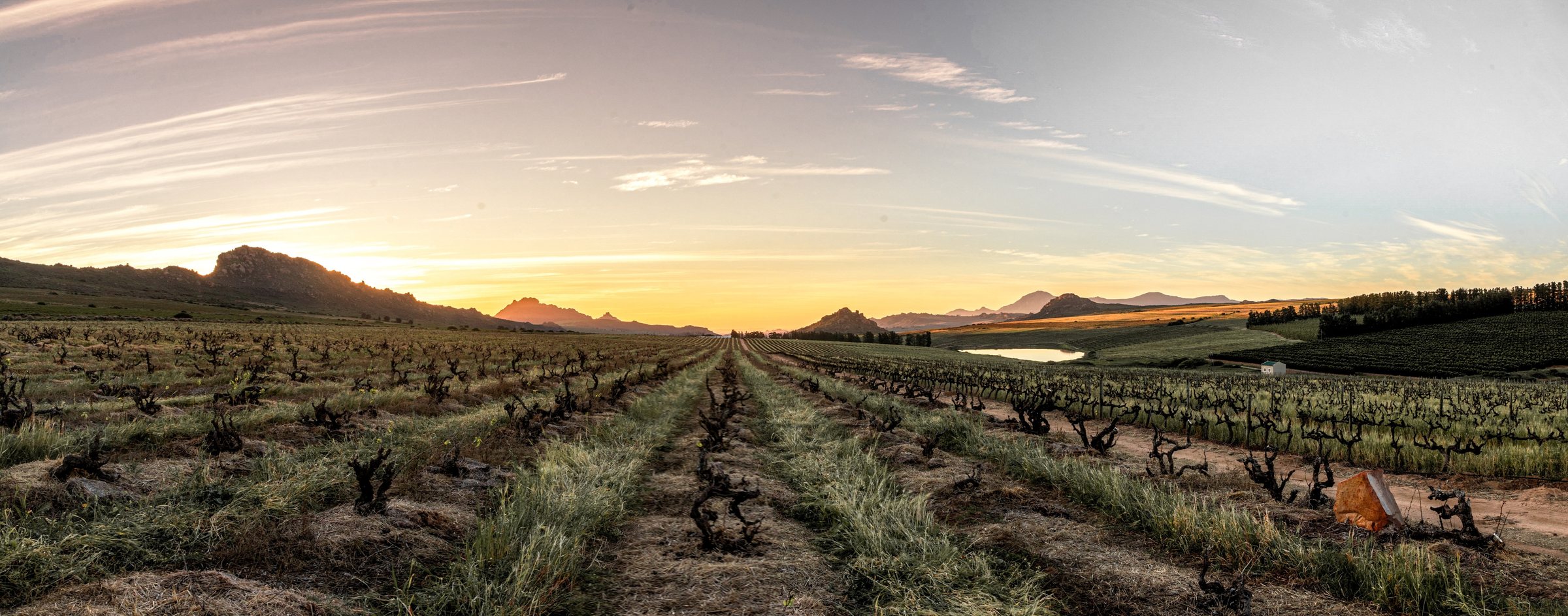 The Living Library of Old Vine Grenache